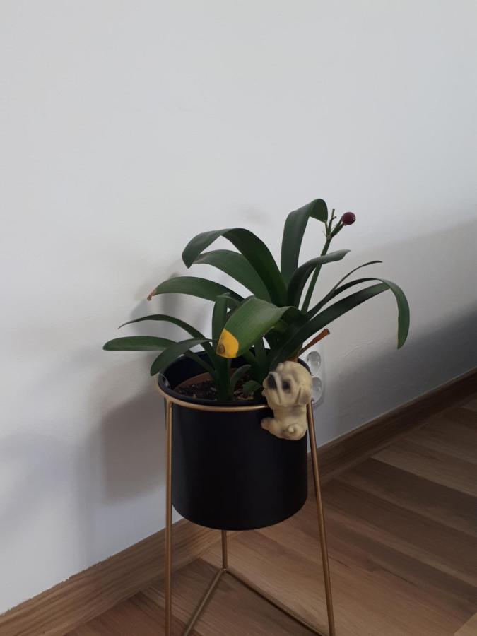 Apartment Angel *